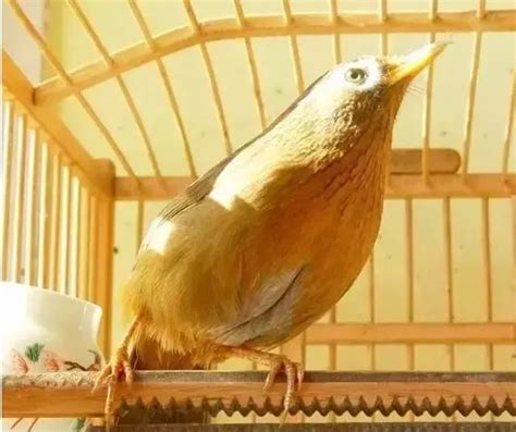 畫眉鳥可以養嗎|畫眉鳥介紹及飼養保健方法